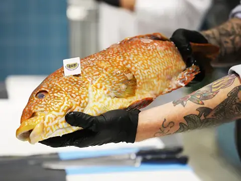 Ganzer Fisch